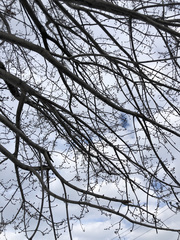 Acer saccharinum