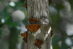 Phylloporia