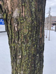 Acer saccharinum