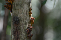 Phylloporia