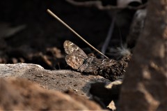 Celaenorrhinini