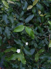 Melodinus phylliraeoides
