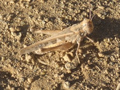 Oedaleus abruptus