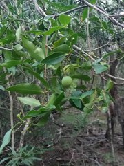 Melodinus phylliraeoides