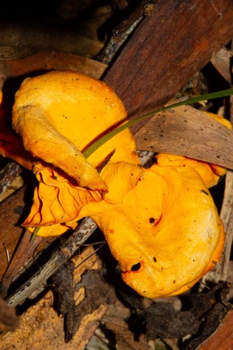 Cantharellus garnierii