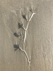 Halophila engelmannii