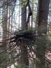 Arceuthobium tsugense tsugense