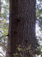 Arceuthobium tsugense tsugense