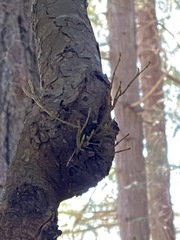 Arceuthobium tsugense tsugense