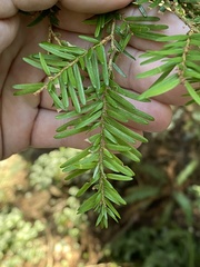 Arceuthobium tsugense tsugense