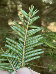 Arceuthobium tsugense tsugense