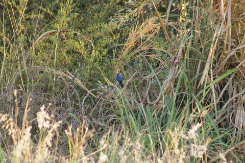 Indigo Bunting (Passerina cyanea)