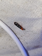 Chimarra albomaculata