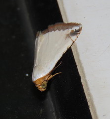 Eublemma vestalis