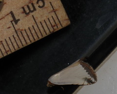 Eublemma vestalis