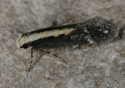 Aroga paraplutella photo 3