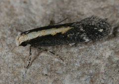 Aroga paraplutella
