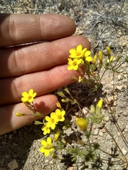 Leptosiphon chrysanthus