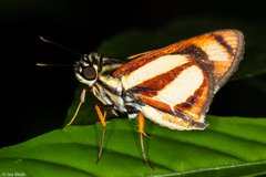 Propertius propertius