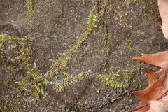 Drummondia prorepens