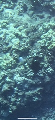 Chaetodon ornatissimus