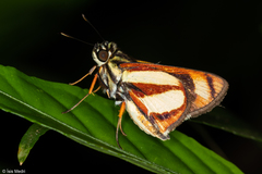 Propertius propertius