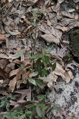 Phlox divaricata laphamii