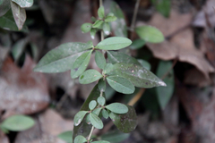 Phlox divaricata laphamii