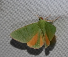 Eulepidotis croceipars