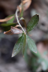 Phlox divaricata laphamii
