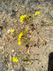 Leptosiphon chrysanthus