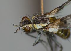 Heteria appendiculata