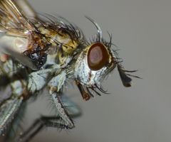 Heteria appendiculata