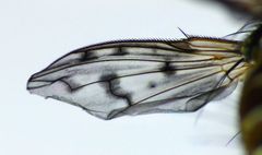 Heteria appendiculata