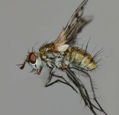 Heteria appendiculata