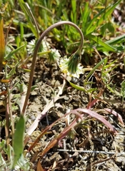 Microseris douglasii