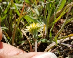 Microseris douglasii