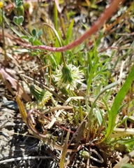 Microseris douglasii