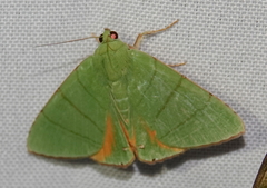 Eulepidotis croceipars