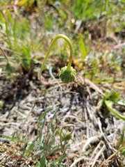 Microseris douglasii