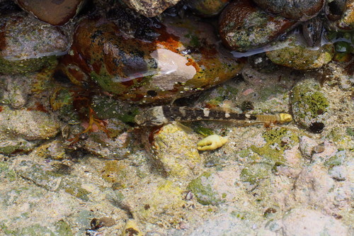 Chaenogobius annularis