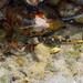 Chaenogobius - Photo (c) harum.koh, some rights reserved (CC BY-SA), uploaded by harum.koh