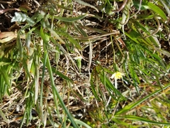 Microseris douglasii