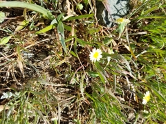 Microseris douglasii