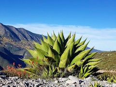 Agave gentryi
