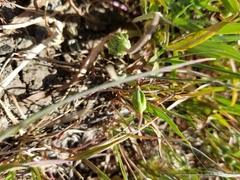 Microseris douglasii