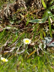 Microseris douglasii
