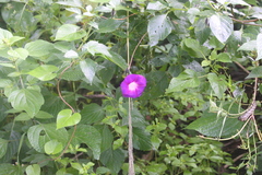 Ipomoea orizabensis