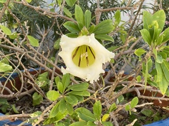 Solandra longiflora