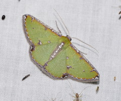 Eucyclodes buprestaria